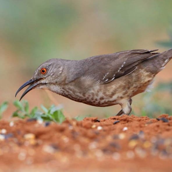 Observar aves en Cozumel